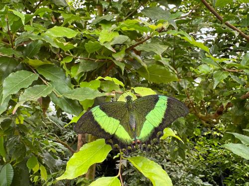 Návštěva Botanické zahrady - motýli 4