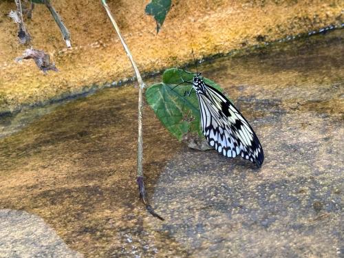Návštěva Botanické zahrady - motýli 5