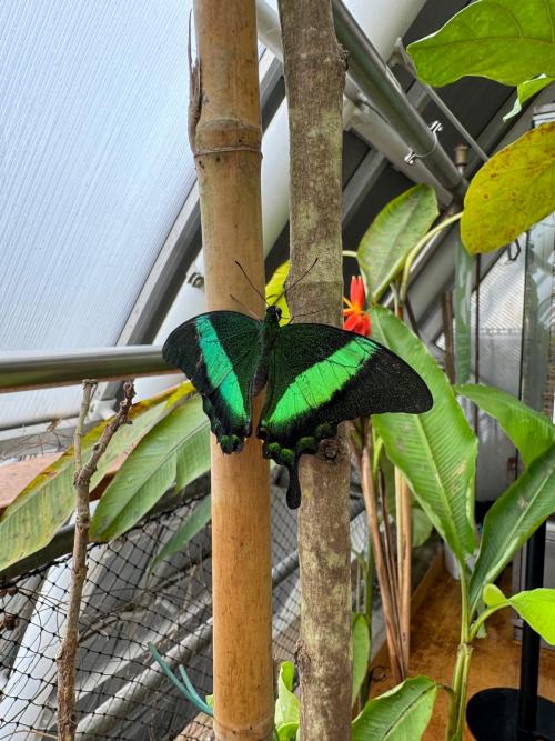 Návštěva Botanické zahrady - motýli 6